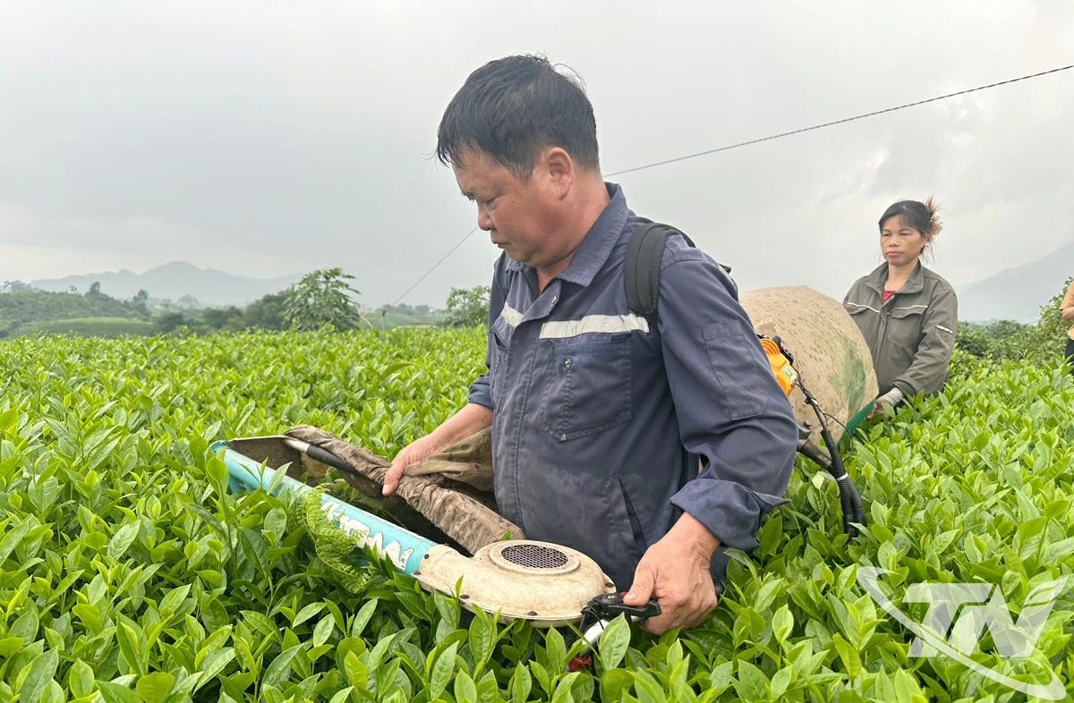 Doanh nghiệp áp dụng phương thức thu hoạch chè bằng máy nhằm giảm chi phí và tiết kiệm lao động thủ công.