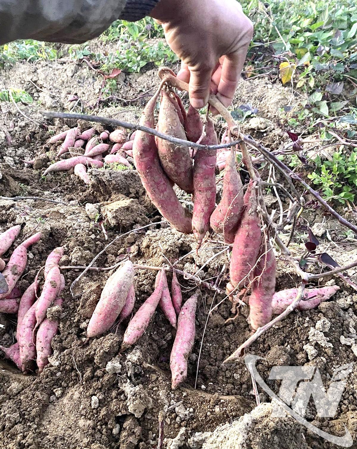 Khoai lang mật được canh tác theo hướng hữu cơ, giữ trọn hương vị đặc trưng của núi rừng Ngân Sơn.