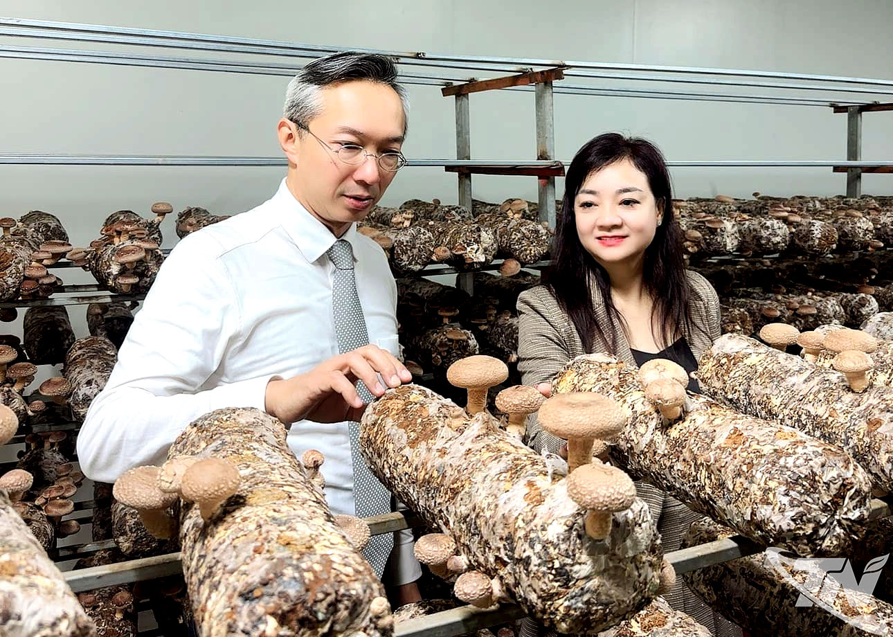 Khách hàng đến từ Nhật Bản khảo sát cơ sở sản xuất nấm ứng dụng công nghệ cao của Công ty TNHH Công nghệ sinh học nấm Phú Gia (xã Đại Phúc) để ký kết hợp tác.