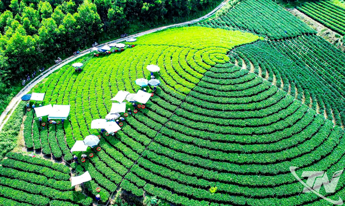 Lễ hội “Thái Nguyên - Hương sắc danh trà 2025” hứa hẹn trở thành sự kiện văn hóa - du lịch đặc sắc, tôn vinh vùng đất được coi là đệ nhất, là thủ phủ chè của cả nước. Trong ảnh: Đồi chè ở xã Văn Hán.