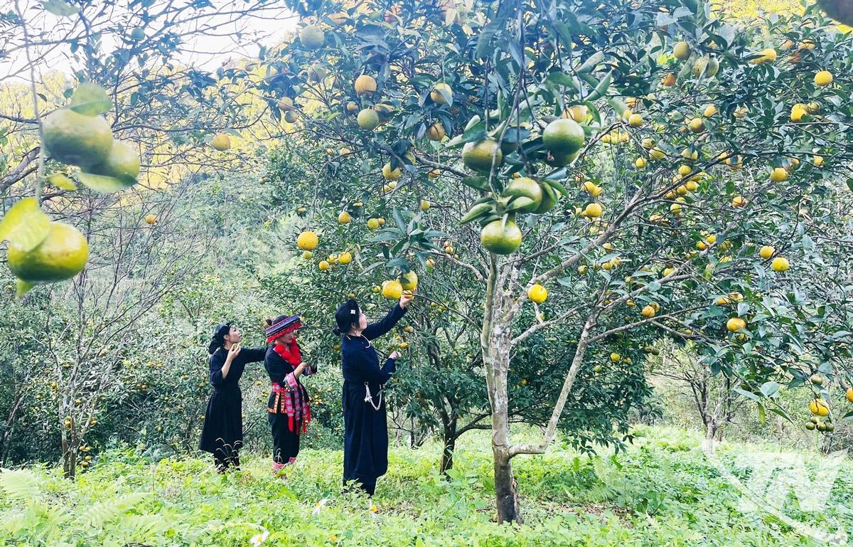 Không còn dừng lại ở những mô hình đơn lẻ, các loại cây ăn quả có múi đang từng bước khẳng định vai trò là một ngành hàng quan trọng trong cơ cấu nông nghiệp ở khu vực phía Bắc tỉnh Thái Nguyên. Trong ảnh: Vườn quýt được mùa ở xã Bạch Thông.