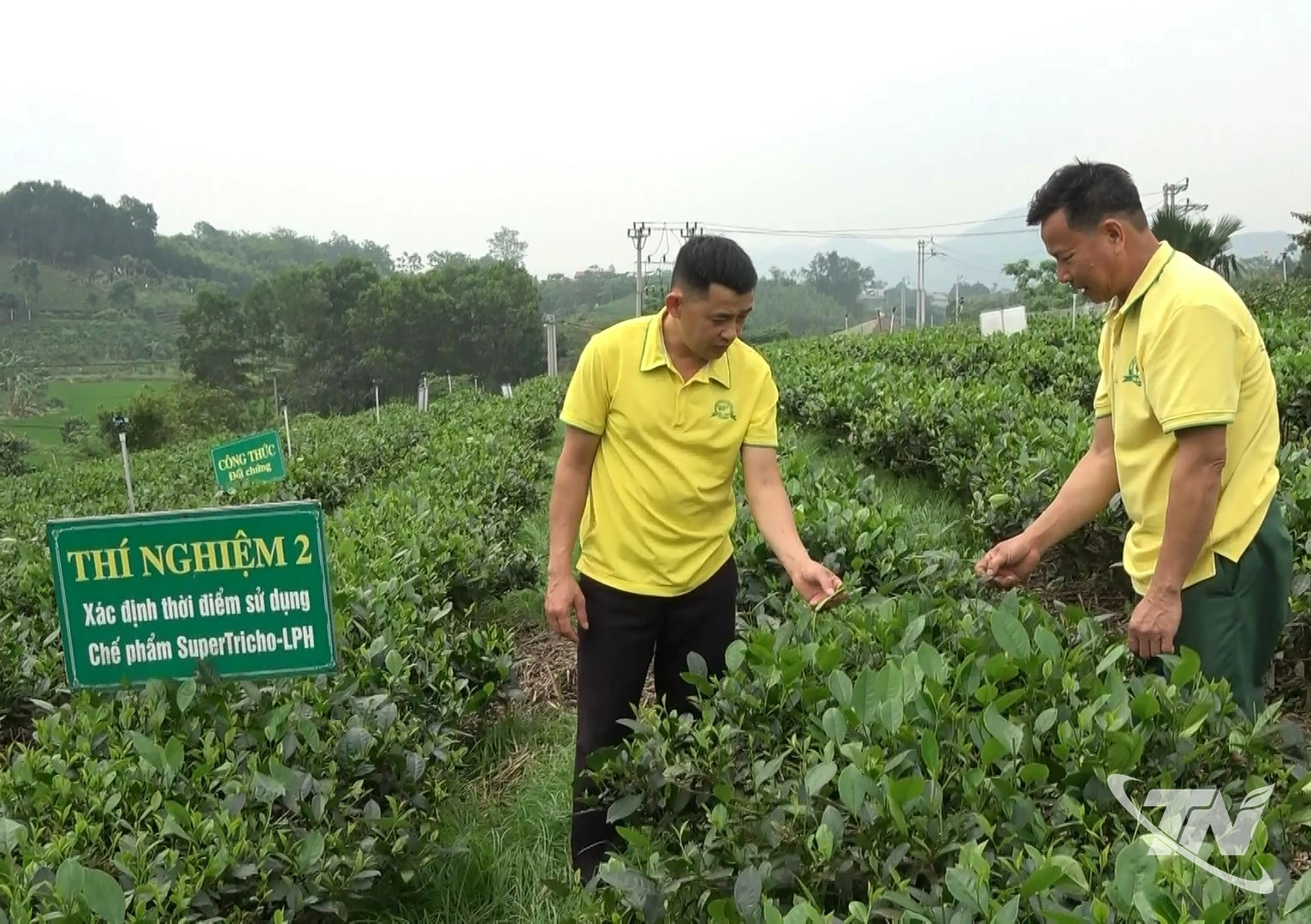 Vùng nguyên liệu chè của HTX Hương Vân Trà