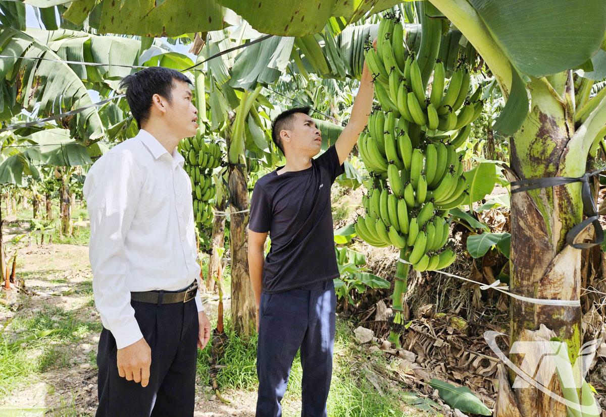 Diện tích chuối tiêu hồng của HTX Nông lâm nghiệp Xanh (ở xóm Tân Tiến, xã Quân Chu) đang chuẩn bị cho thu hoạch (dự kiến đúng vào dịp Tết Nguyên đán sắp tới, hứa hẹn mang lại nguồn thu ổn định cho các hộ thành viên).