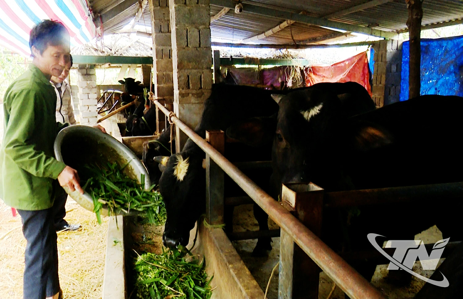 Mô hình chăn nuôi bò 3B tại xã Tràng Xá cho hiệu quả kinh tế cao.