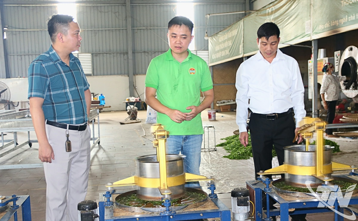 Lãnh đạo phường Phúc Thuận thường xuyên kiểm tra, hỗ trợ hoạt động sản xuất và chế biến chè trên địa bàn.