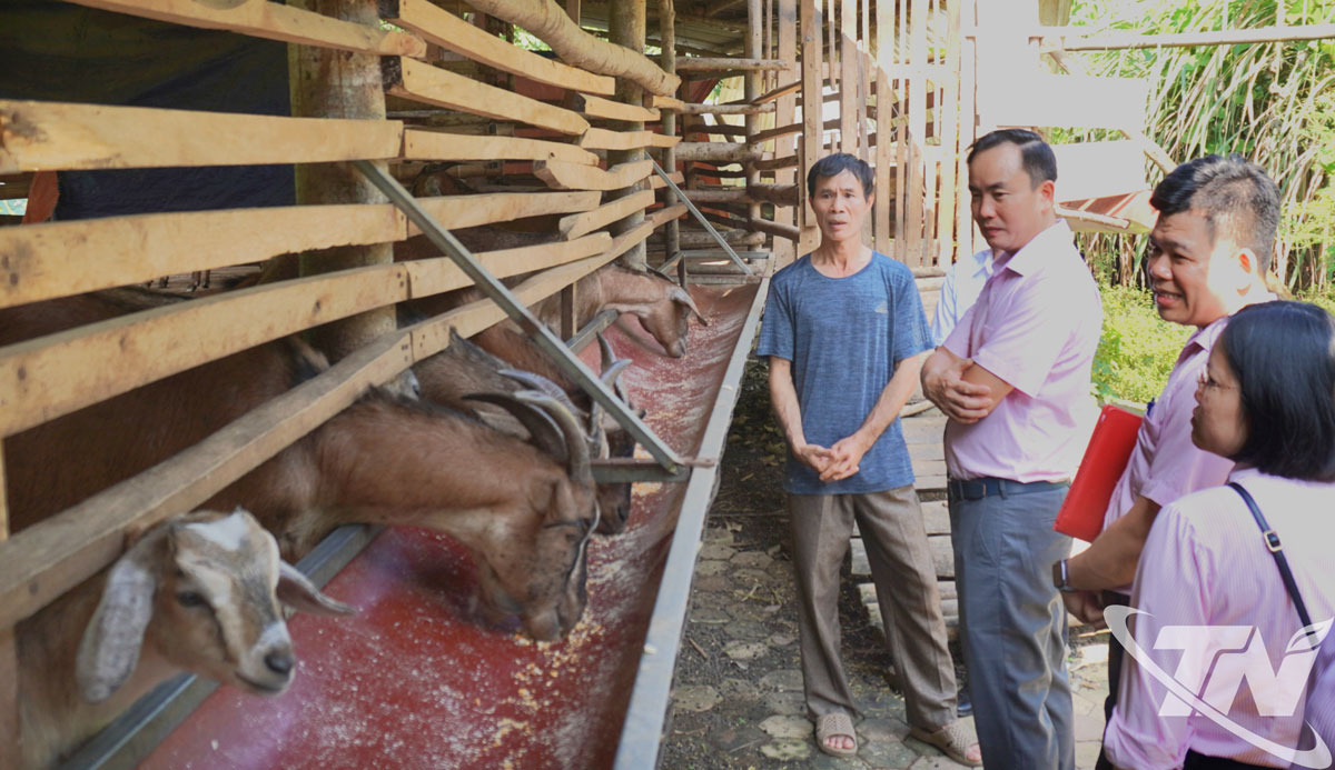 Đoàn công tác thăm mô hình nuôi dê tại phường Bắc Kạn.
