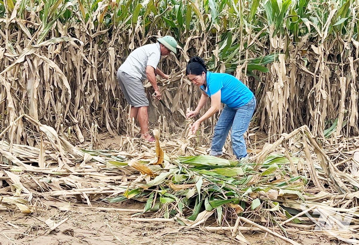 Người dân thôn Nà Mèo, xã Nam Cường chặt bỏ những cây ngô bị ngập úng lâu ngày chuẩn bị làm đất trồng cây màu thay thế.