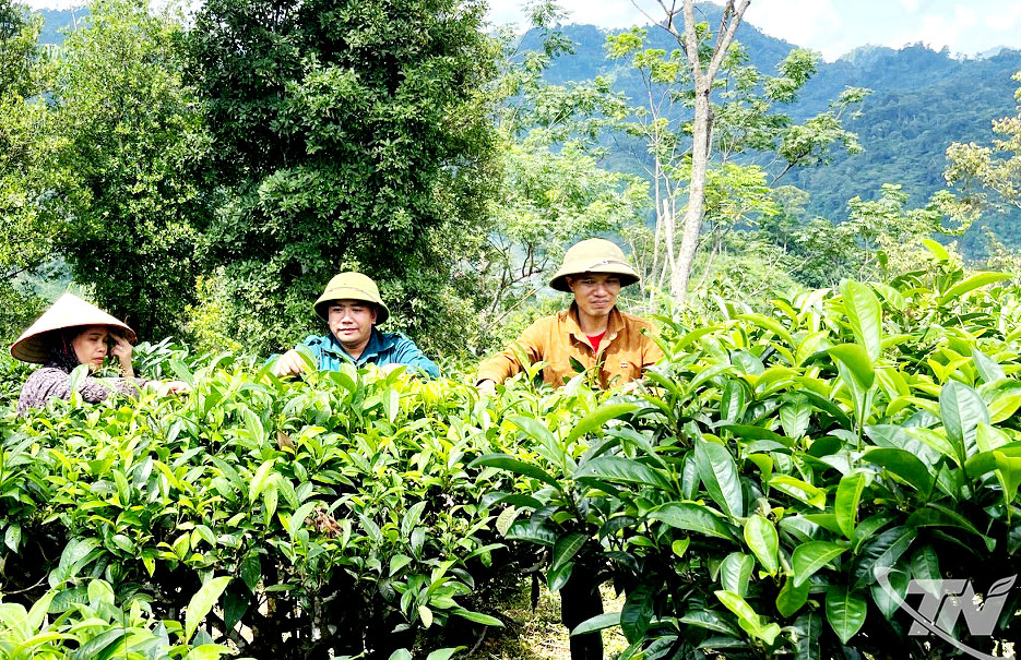 Cây chè Shan tuyết giúp người dân xã Yên Bình có thêm sinh kế, tăng thu nhập, nâng cao đời sống.