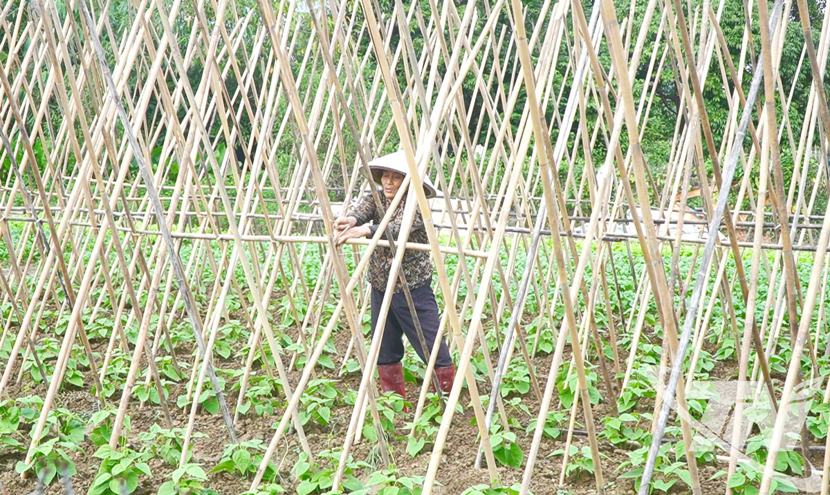 Người dân phường Linh Sơn vào vụ rau màu mới.