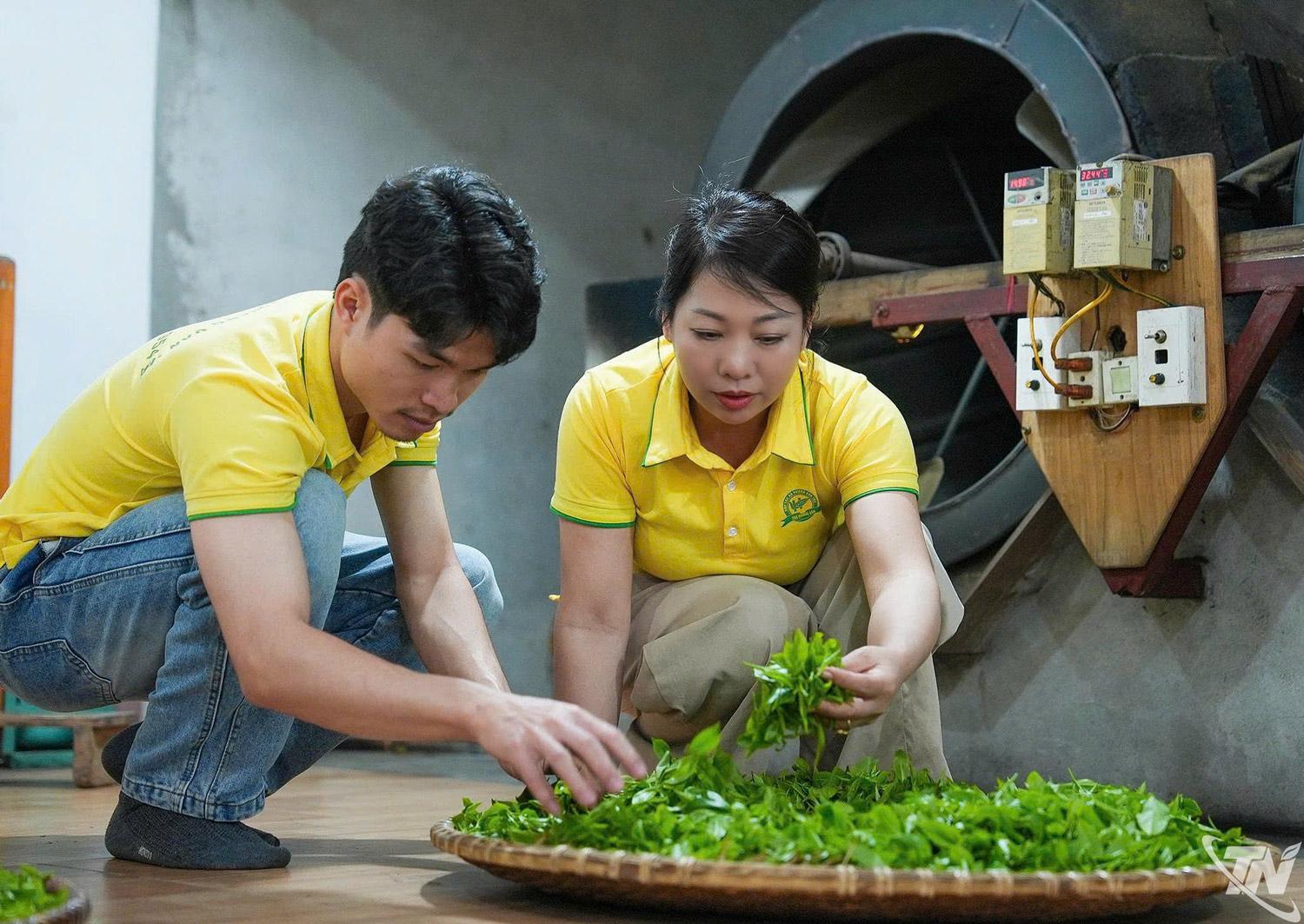 Chị Nguyễn Thị Hương Vân kiểm tra búp chè nguyên liệu trước khi đưa vào chế biến.