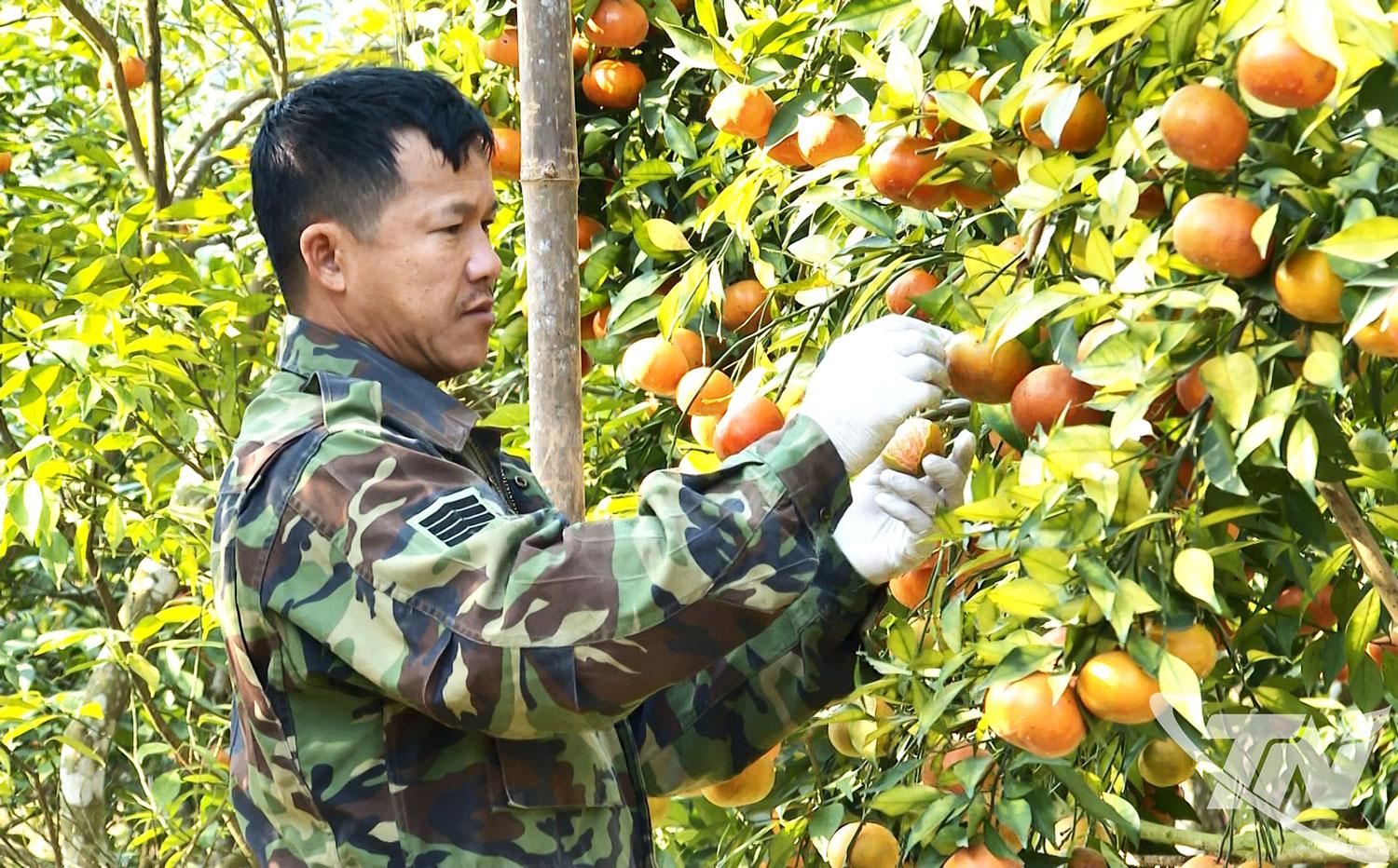 M&ocirc; h&igrave;nh trồng qu&yacute;t theo ti&ecirc;u chuẩn hữu cơ của gia đ&igrave;nh &ocirc;ng Đỗ Văn Lu&acirc;n, ở th&ocirc;n N&agrave; M&egrave;o (x&atilde; Ph&uacute;c Lộc) mang lại hiệu quả kinh tế cao.