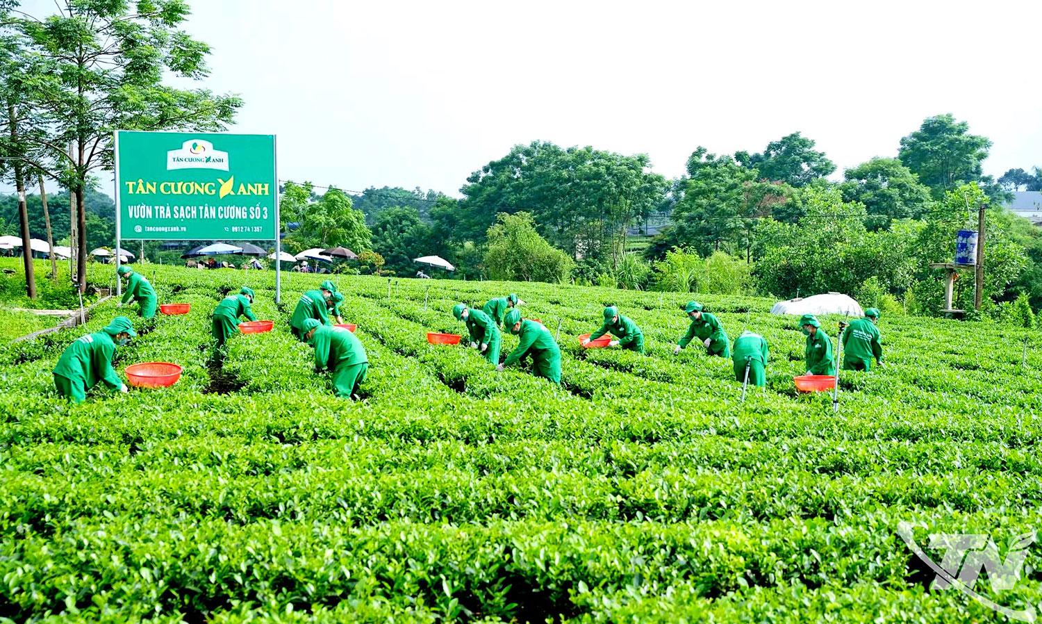 Trước y&ecirc;u cầu ng&agrave;y c&agrave;ng cao của thị trường về chất lượng sản phẩm v&agrave; minh bạch th&ocirc;ng tin, ng&agrave;nh n&ocirc;ng nghiệp Th&aacute;i Nguy&ecirc;n lựa chọn c&ocirc;ng nghệ l&agrave;m &ldquo;ch&igrave;a kh&oacute;a&rdquo; mở rộng đầu ra. Trong ảnh: M&ocirc; h&igrave;nh sản xuất ch&egrave; sạch, theo ti&ecirc;u chuẩn hữu cơ g&oacute;p phần n&acirc;ng cao chất lượng, gi&aacute; trị sản phẩm.