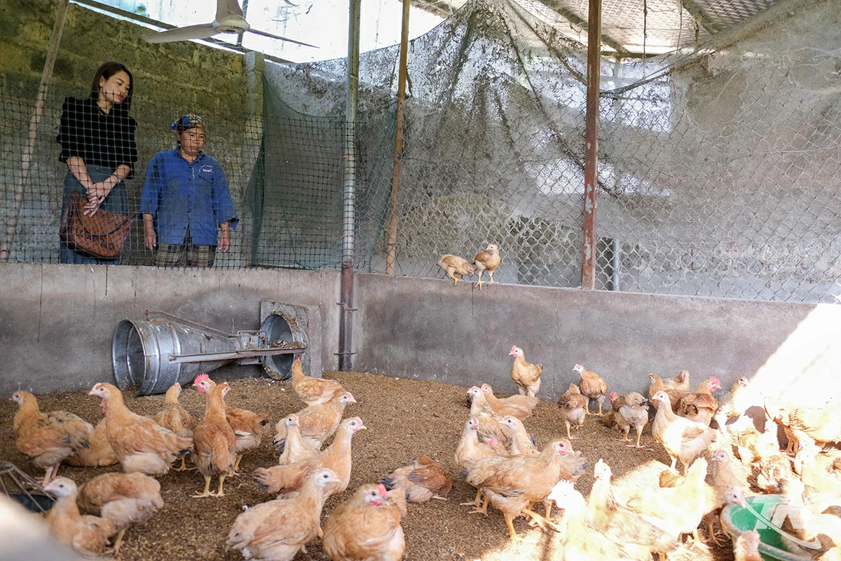 Cán bộ xã Kim Phượng    thường xuyên xuống hỗ trợ    người dân kỹ thuật chăn nuôi.