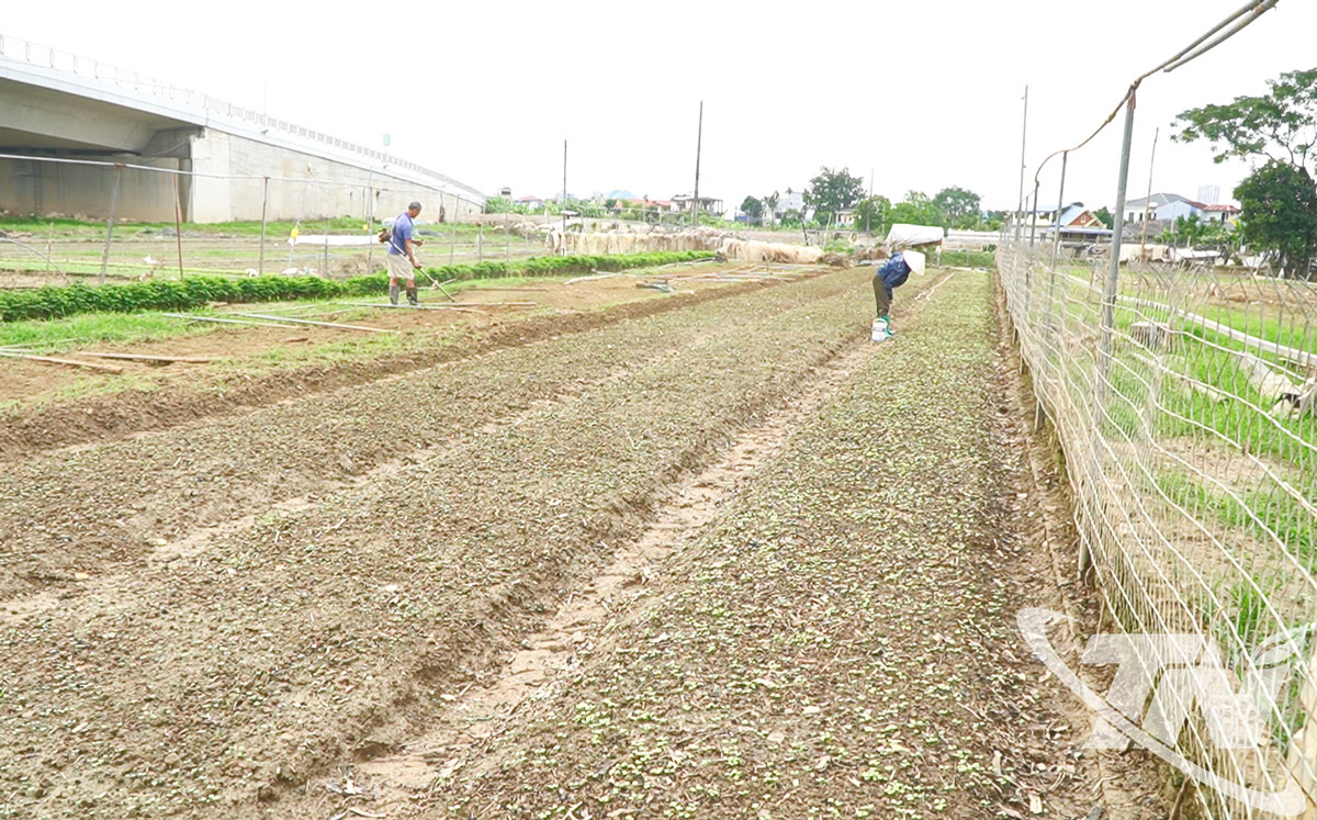 Người dân tổ 40, phường Phan Đình Phùng, tập trung trồng rau màu vụ đông.