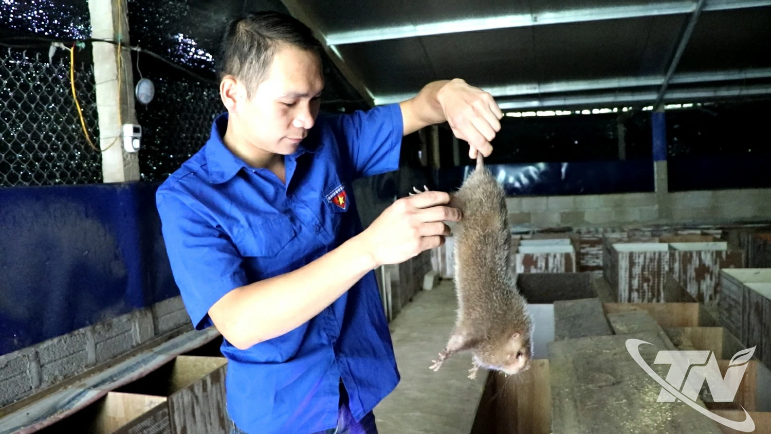 Nhiều thanh niên nông thôn lựa chọn nuôi dúi để phát triển kinh tế (ảnh chụp tại xã Bạch Thông).