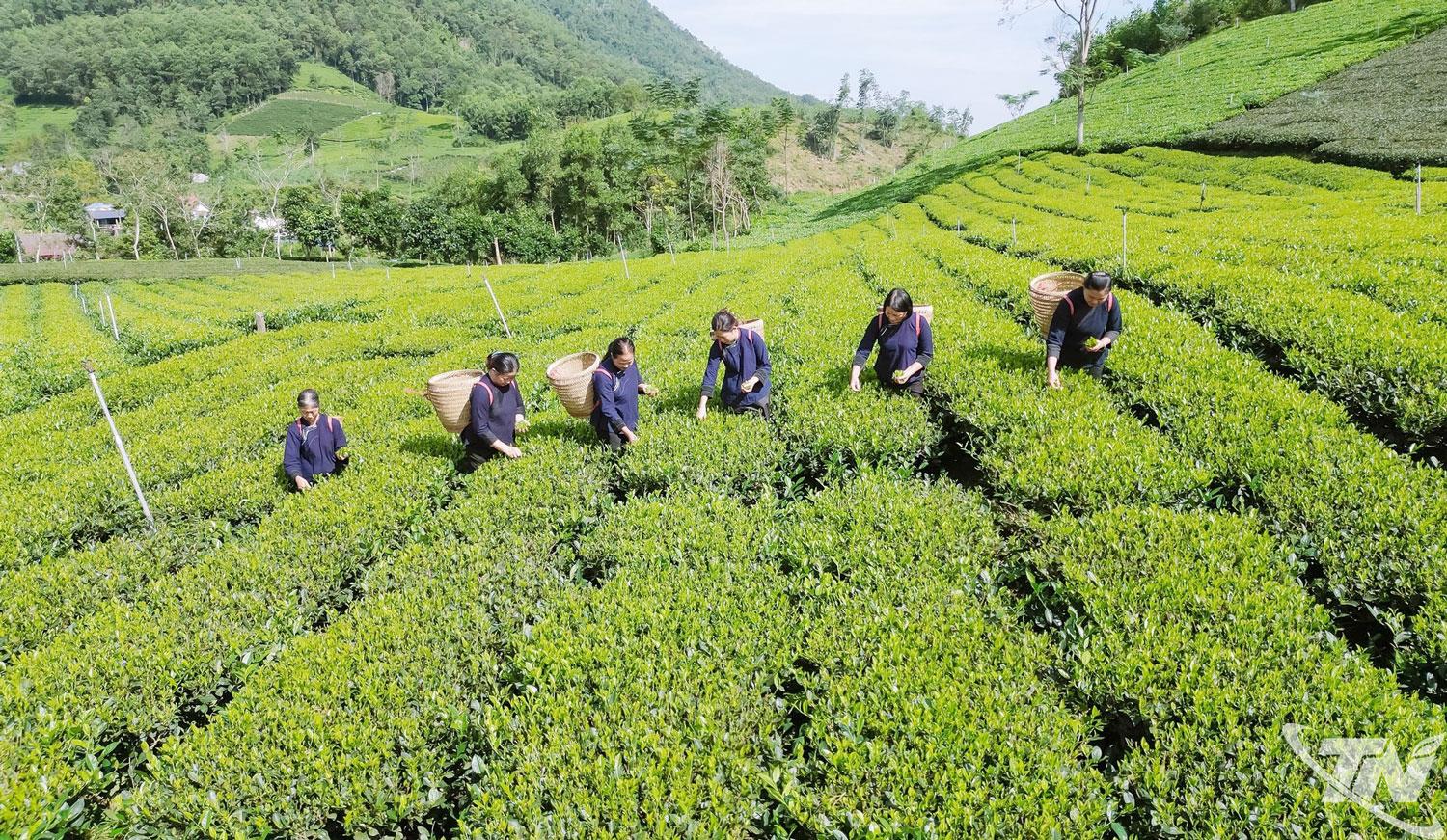 Trong bối cảnh tái cơ cấu nông nghiệp theo hướng nâng cao giá trị gia tăng và phát triển bền vững,   phong trào nông dân thi đua sản xuất, kinh doanh giỏi trên địa bàn tỉnh ngày càng lan tỏa sâu rộng,   trở thành động lực quan trọng thúc đẩy kinh tế nông thôn.
