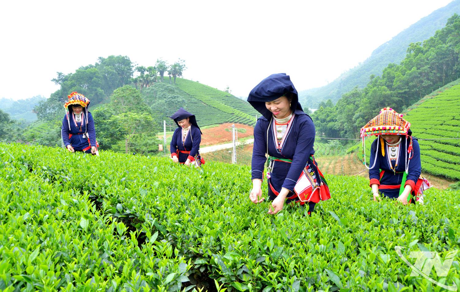 Vùng đất Thái Nguyên nổi tiếng với những đồi chè xanh bạt ngàn.