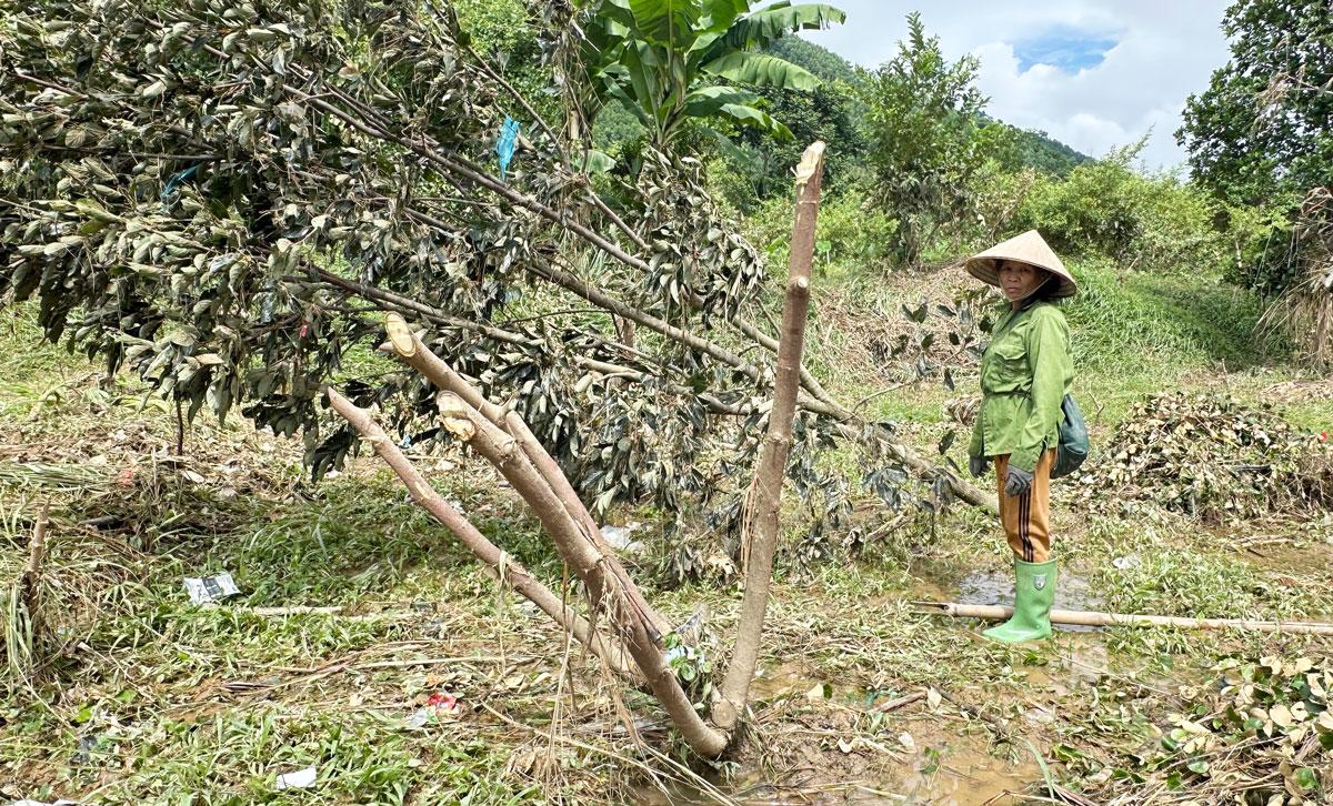 Người dân đang tích cực khắc phục một số diện tích cây ăn quả bị ngập úng, gãy đổ