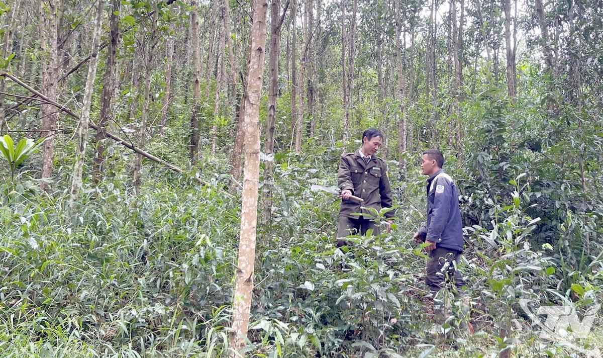 Kiểm lâm địa bàn hướng dẫn đồng bào dân tộc thiểu số chăm sóc rừng trồng