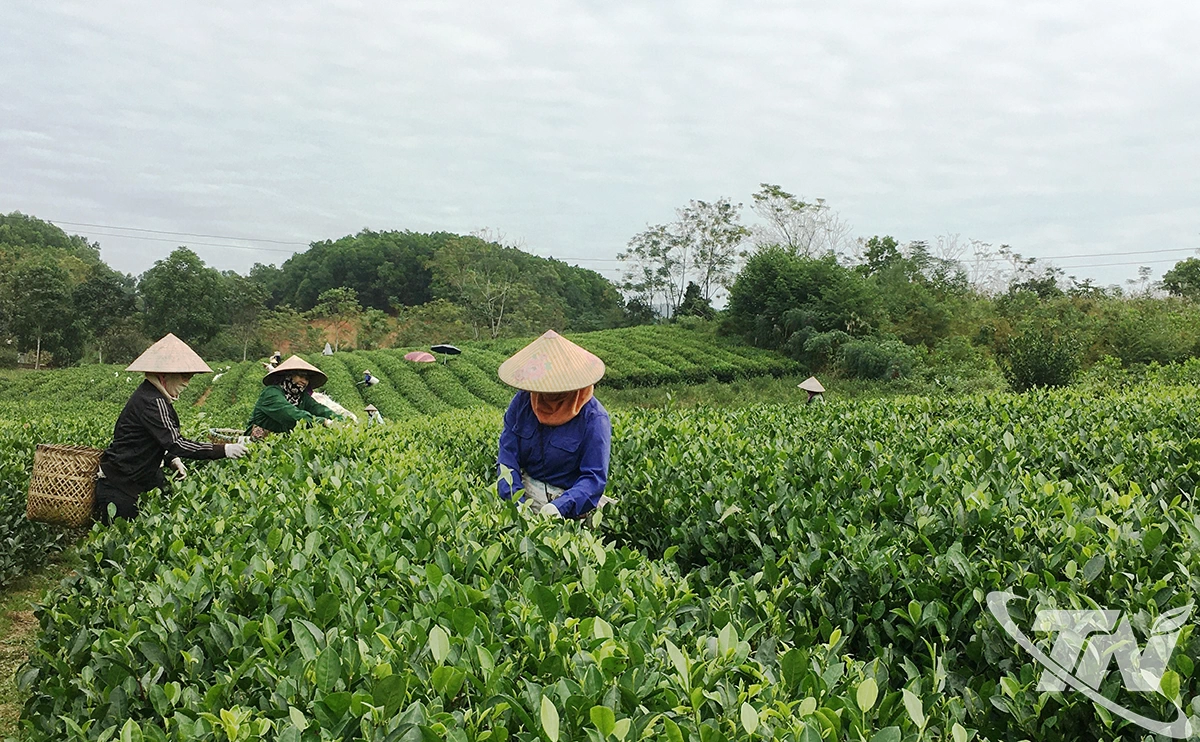 Đưa cơ giới hóa vào sản xuất góp phần nâng cao năng suất, chất lượng sản phẩm chè.