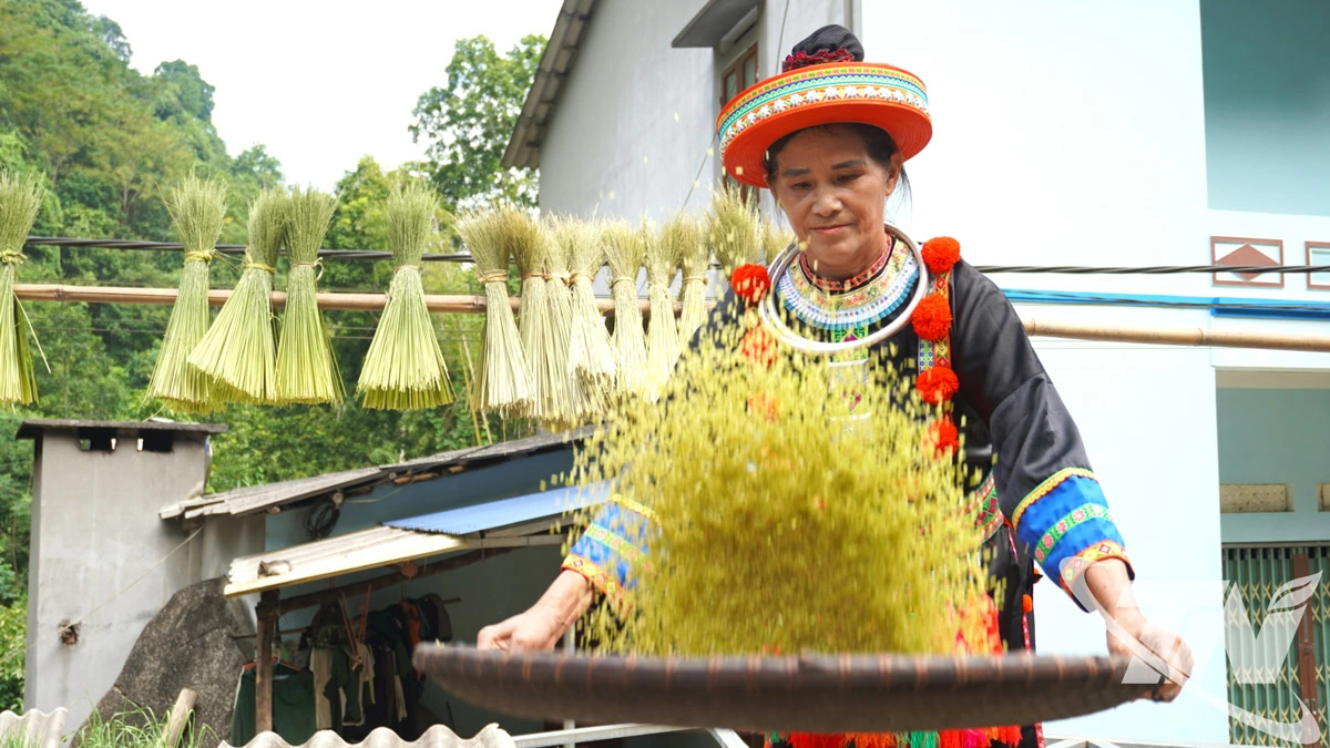 Hạt cốm xanh trở thành hàng hóa.