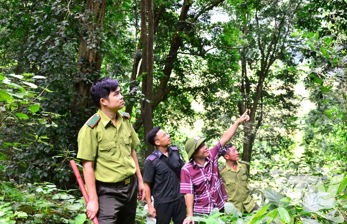 Bảo vệ rừng mùa khô là nhiệm vụ quan trọng, đòi hỏi sự phối hợp chặt chẽ giữa các cơ quan chuyên môn, chính quyền địa phương và cộng đồng dân cư. Ảnh: T.L