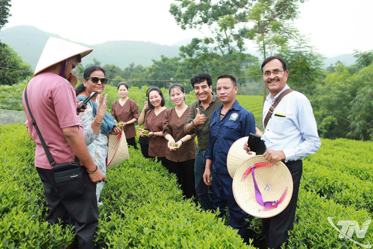 Làng nghề chè đã góp phần xây dựng thương hiệu “Chè Thái” nổi tiếng, đồng thời thu hút đông đảo du khách đến tham quan và trải nghiệm.