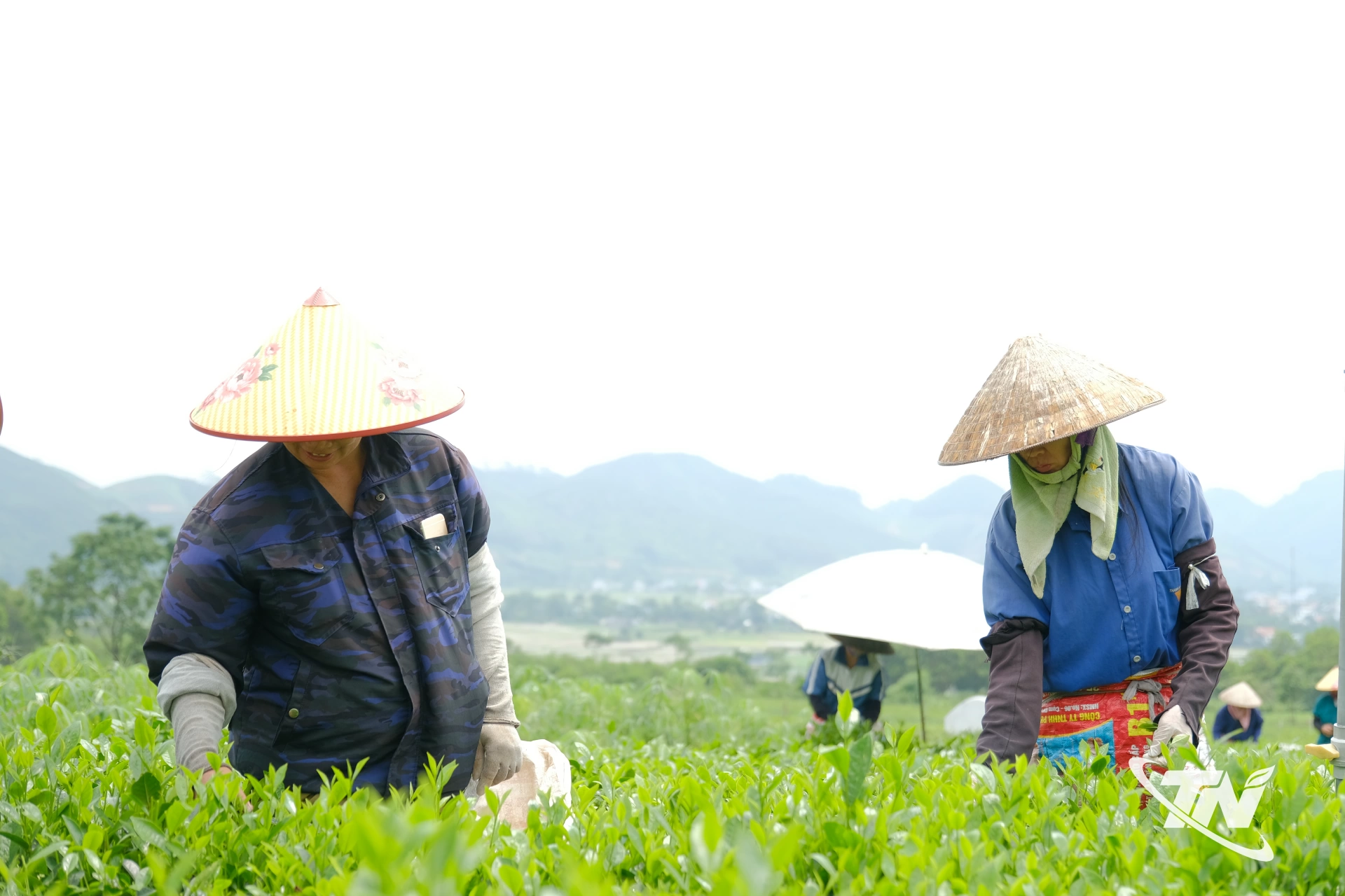 Bà con nông dân xã Vạn Phú hái chè.