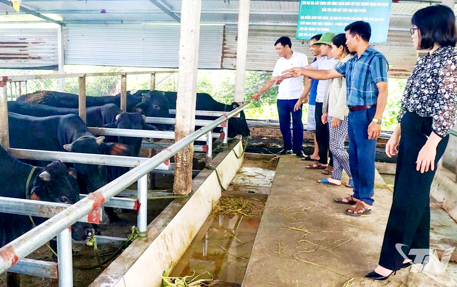 Thời gian qua, tỉnh   Thái Nguyên đã   triển khai nhiều   chính sách nhằm   thúc đẩy và nâng   cao hiệu quả kinh   tế của các mô hình   chăn nuôi theo quy   mô trang trại.