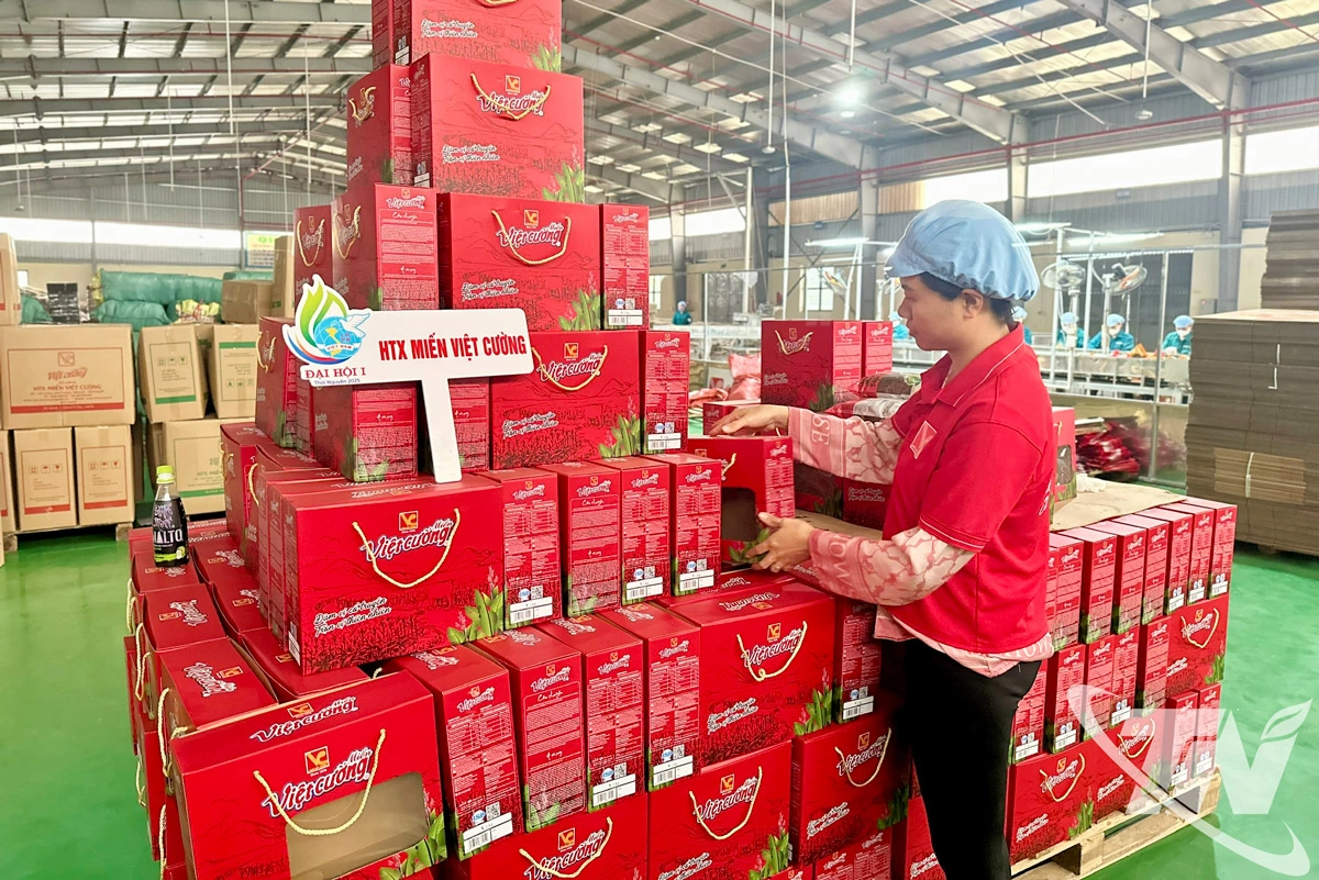 HTX miến Việt Cường duy tr&igrave; kết nối với đối t&aacute;c, nỗ lực kh&ocirc;i phục sản xuất v&agrave; đ&aacute;p ứng khoảng 80% sản lượng c&aacute;c đơn h&agrave;ng đ&atilde; k&yacute; kết trước lũ.