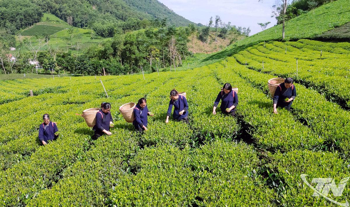 Nông nghiệp Thái Nguyên đang chuyển dịch mạnh sang hướng hữu cơ, ứng dụng khoa học – công nghệ và xây dựng chuỗi giá trị bền vững. Trong ảnh: Sản xuất chè VietGAP tại HTX Chè La Bằng.