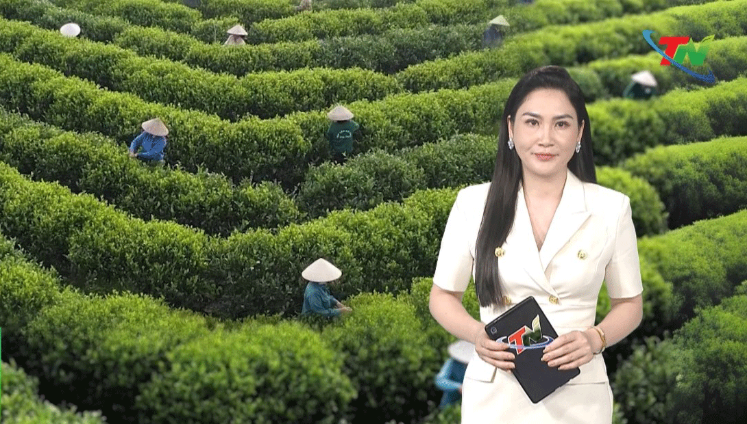 Chè Thái Nguyên hướng tới mục tiêu là cây trồng tỷ đô