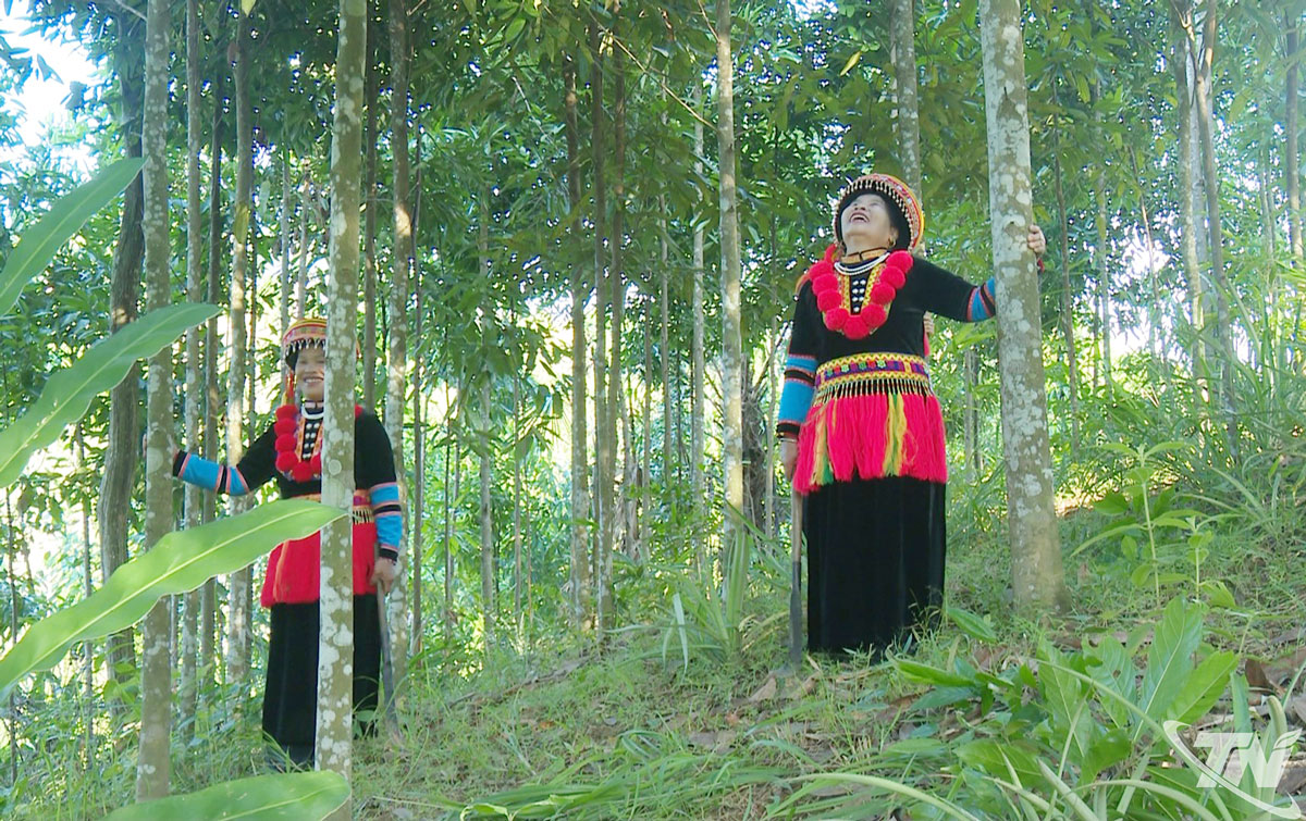 Người dân tổ Tân Thành, phường Bắc Kạn kiểm tra đồi quế