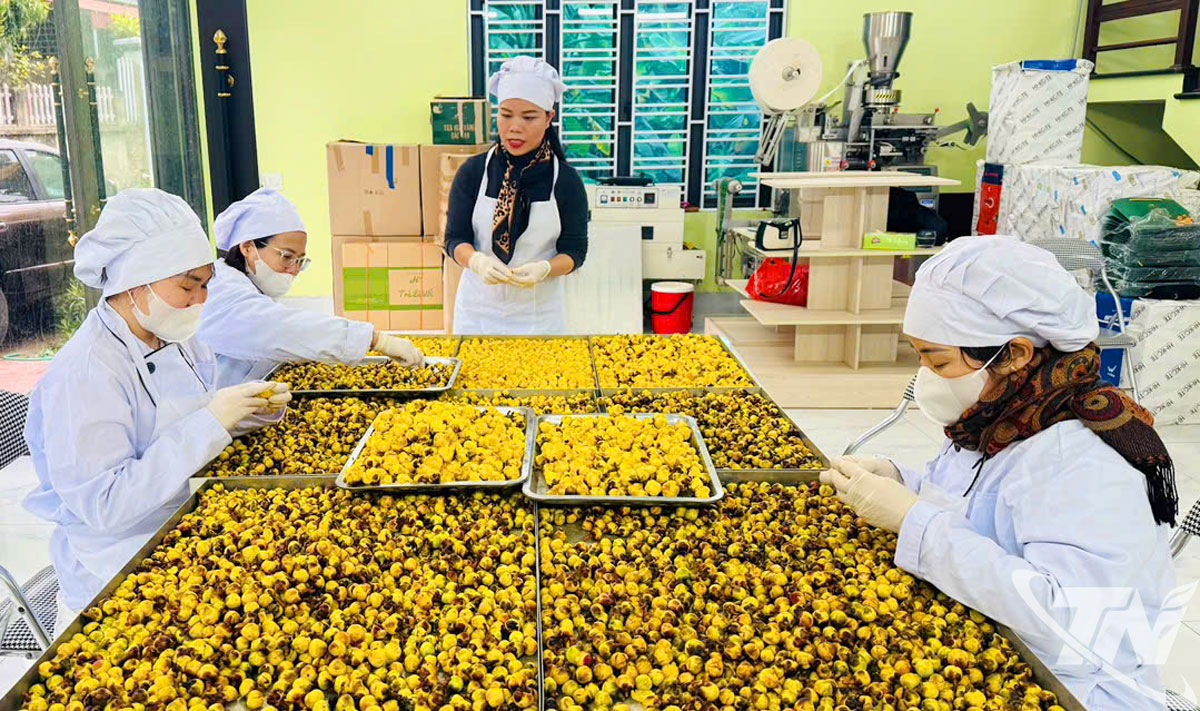 Sơ chế trà hoa vàng tại Công ty TNHH Hà Diệp