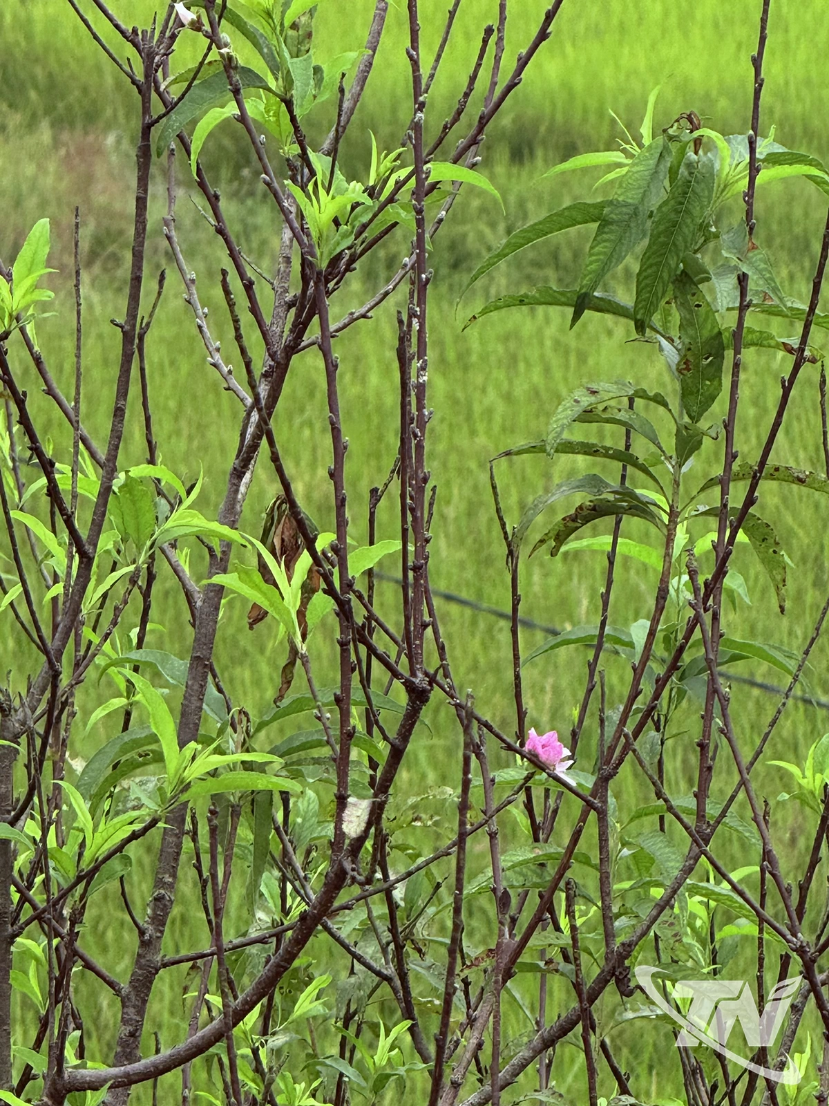 Bông đào rừng nở sớm ở xóm Bình Minh.