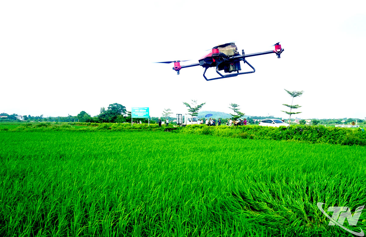 Sử dụng thiết bị bay không người lái để phun phân bón lá hữu cơ cho cánh đồng lúa nếp Thầu dầu ở xã Phú Bình.