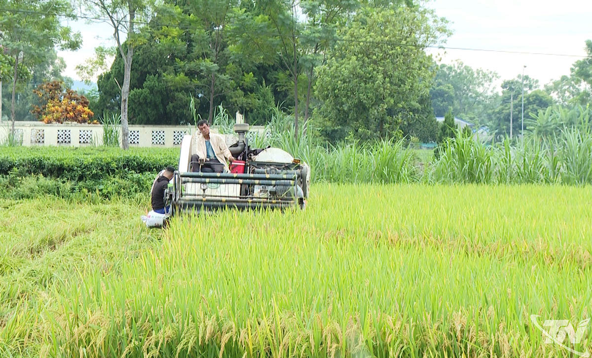 Người dân xã Đồng Hỷ đẩy nhanh tiến độ thu hoạch lúa mùa để hạn chế ảnh hưởng của thiên tai.