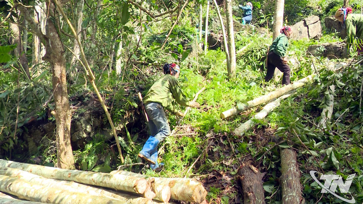 Người dân xã Thượng Minh tập trung khai thác gỗ rừng trồng