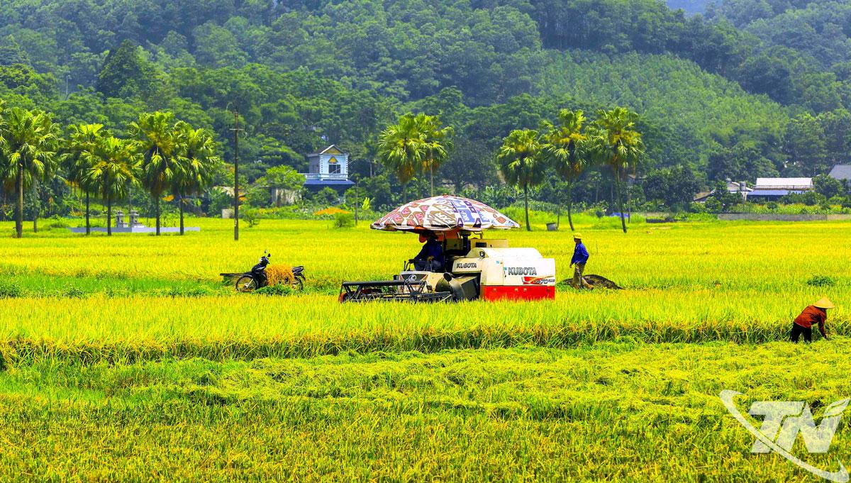 Mùa vàng ở xã An Khánh ( Ảnh: TVH)