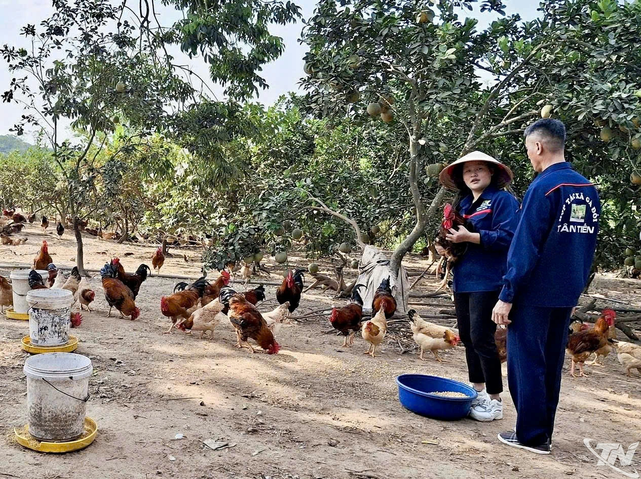 Hiện nay, nhiều cơ sở, trang trại chăn nuôi gà tại Thái Nguyên đã được cấp chứng nhận đạt tiêu chuẩn VietGAP.  
