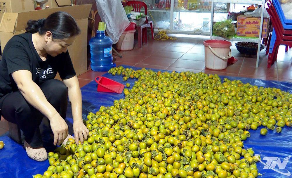Hồng không hạt lọt vào danh sách 100 thương hiệu, nhãn hiệu nổi tiếng (2013). Trong ảnh: Hồng không hạt của một hộ dân ở xã Ba Bể