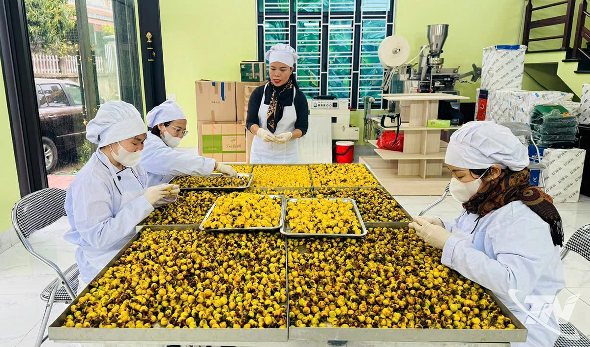Sơ chế sản phẩm trà hoa vàng tại Công ty TNHH Hà Diệp (phường Đức Xuân).