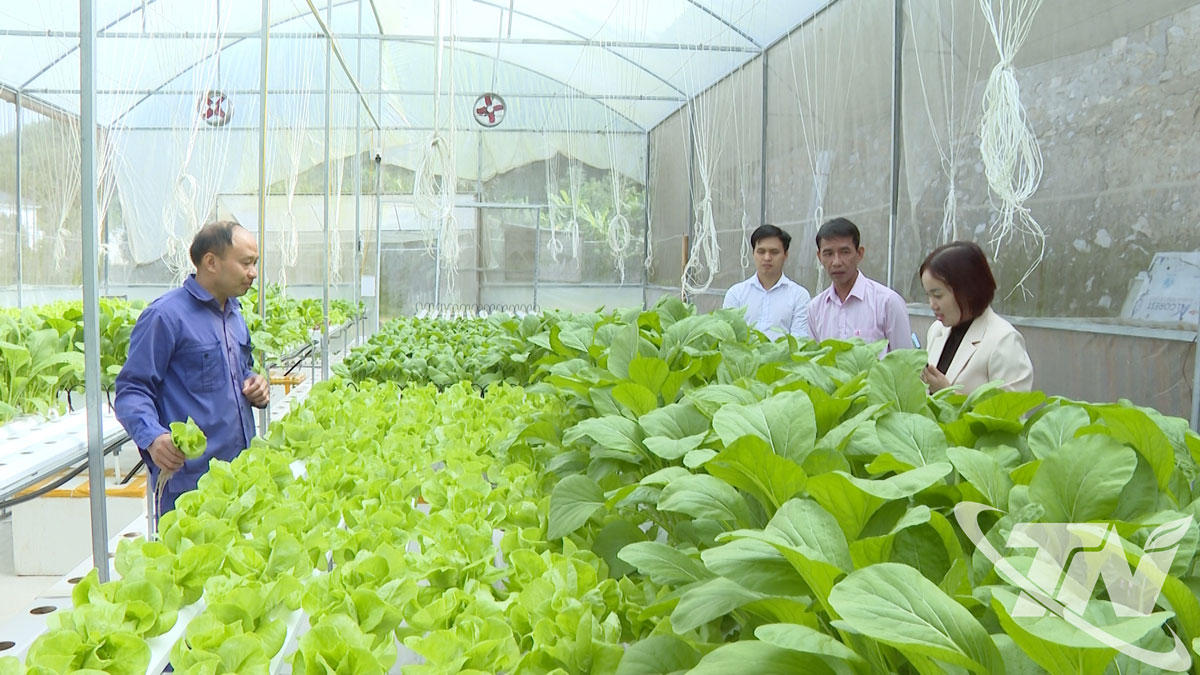 Mô hình liên kết trồng rau thủy canh giúp nâng cao năng suất, chất lượng sản phẩm và mang lại hiệu quả kinh tế cao cho người dân.