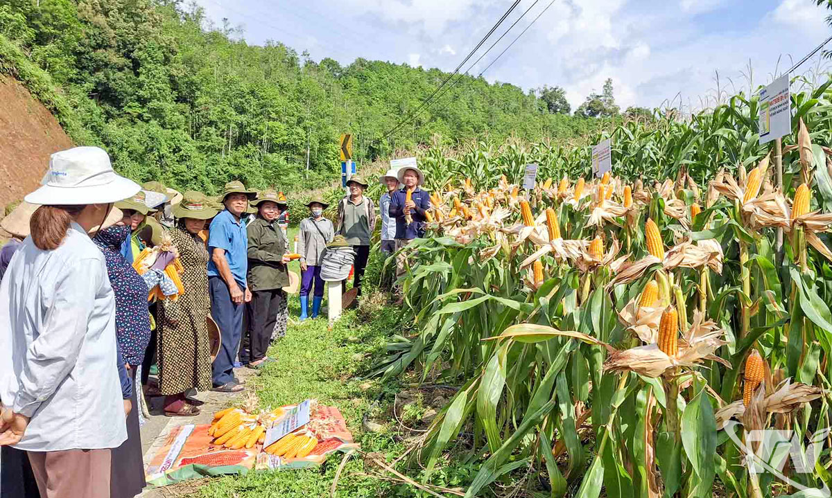Việc thử nghiệm đưa giống cây trồng mới vào sản xuất là một trong những giải pháp nhằm hướng dẫn hộ nghèo sản xuất hiệu quả. Trong ảnh: Các cấp, ngành và doanh nghiệp đánh giá mô hình ngô lai đơn F1 biến đổi gen NK7328 Bt/GT tại xã Côn Minh