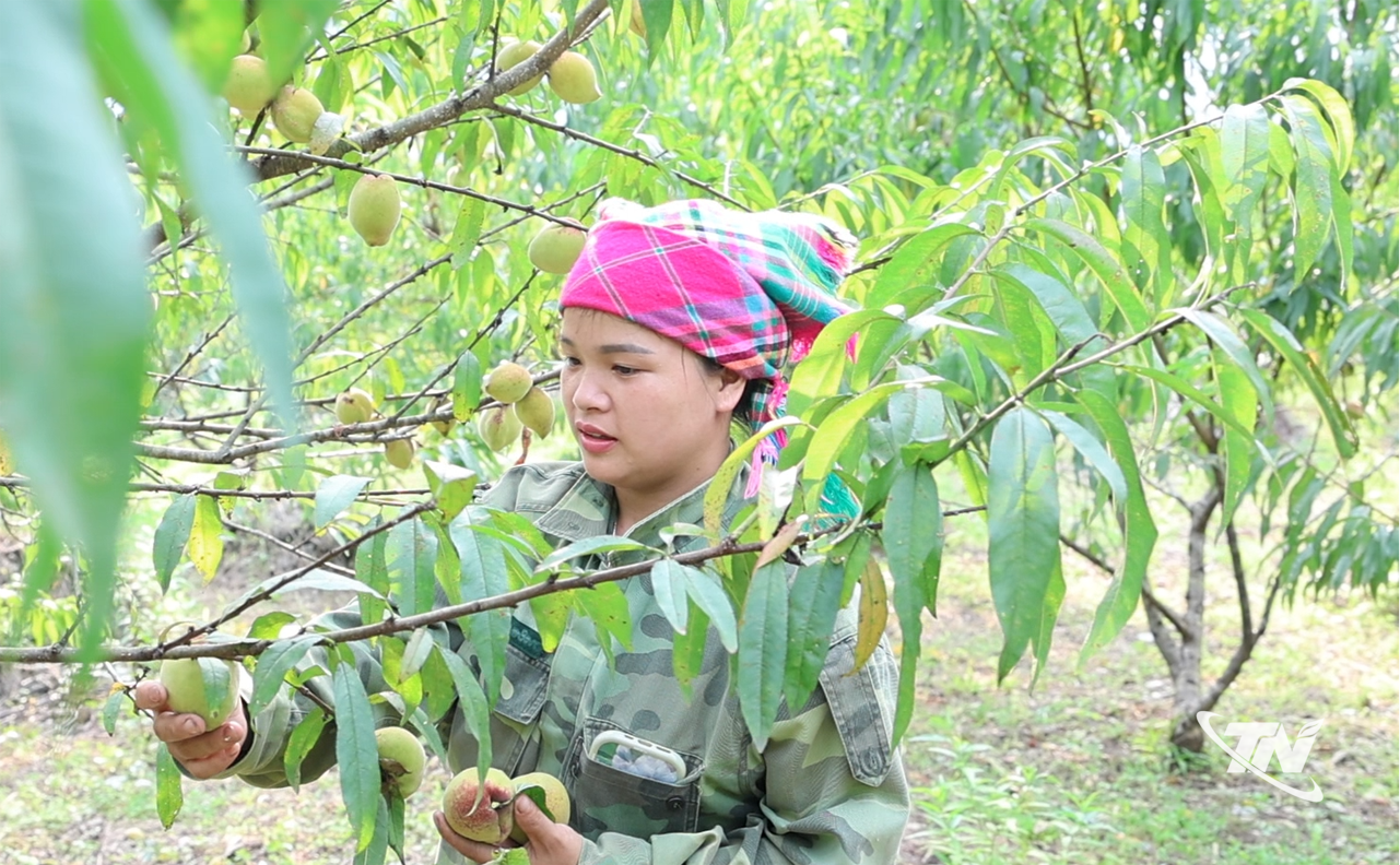 Người dân kiểm tra, thu hái những quả đào đạt tiêu chuẩn trước khi đưa đi tiêu thụ.