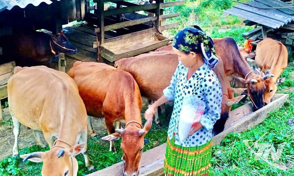 Mô hình nuôi bò vỗ béo đã mang lại thu nhập tăng thêm cho gia đình ông Dương Văn Thánh, thôn Khuổi Trà gần 600 triệu đồng/năm.
