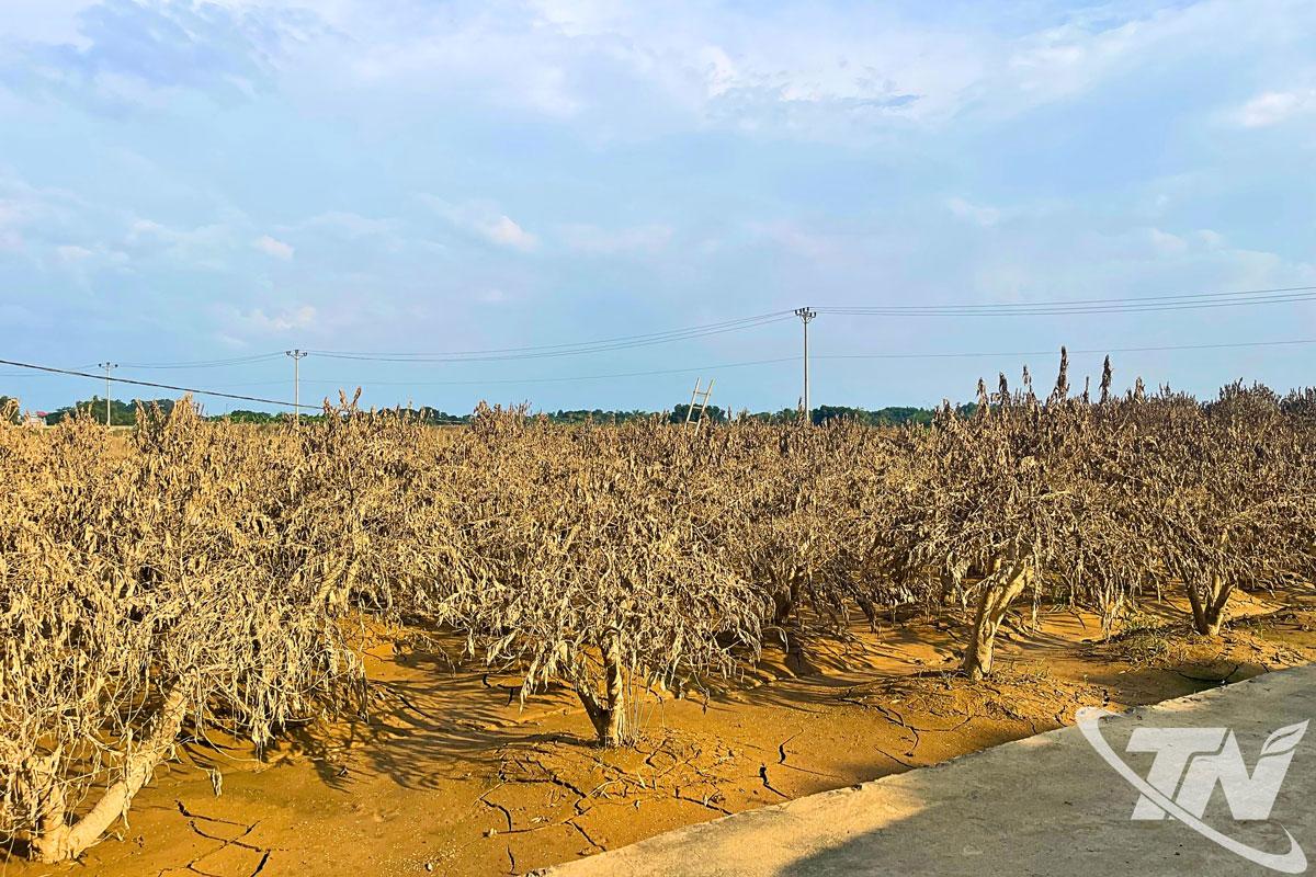 Nhiều diện tích cây đào của Làng nghề hoa đào Cam Giá (phường Gia Sàng) bị thiệt hại sau mưa lũ.