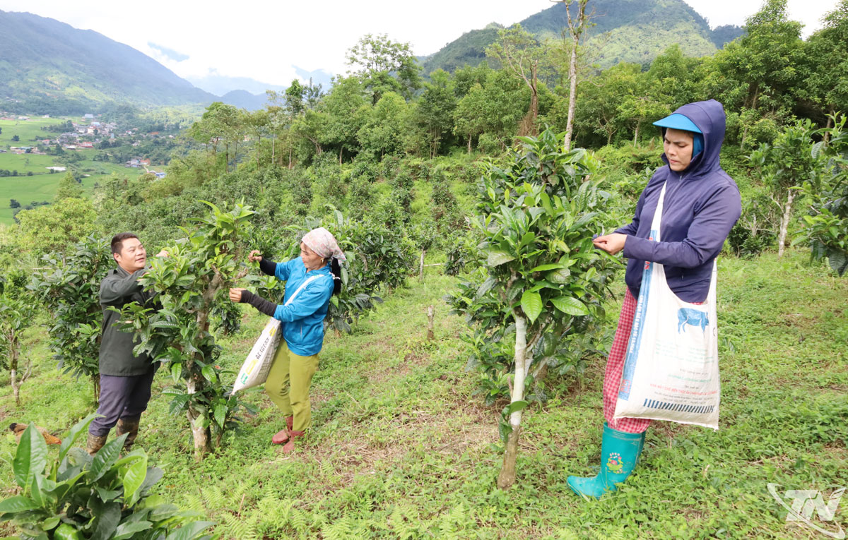 Người dân xã Đồng Phúc thu hái chè Shan tuyết.