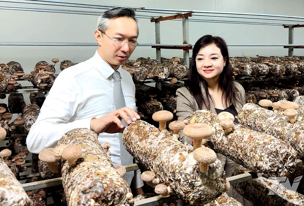 Khách hàng đến từ Nhật Bản khảo sát cơ sở sản xuất nấm của Công ty TNHH Công nghệ sinh học nấm Phú Gia để ký kết hợp tác.