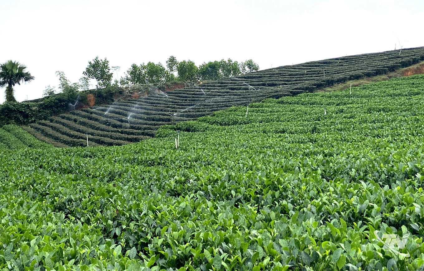 Người dân Làng nghề chè Minh Thắng đã thay thế giống chè cũ bằng các giống có năng suất, chất lượng cao.